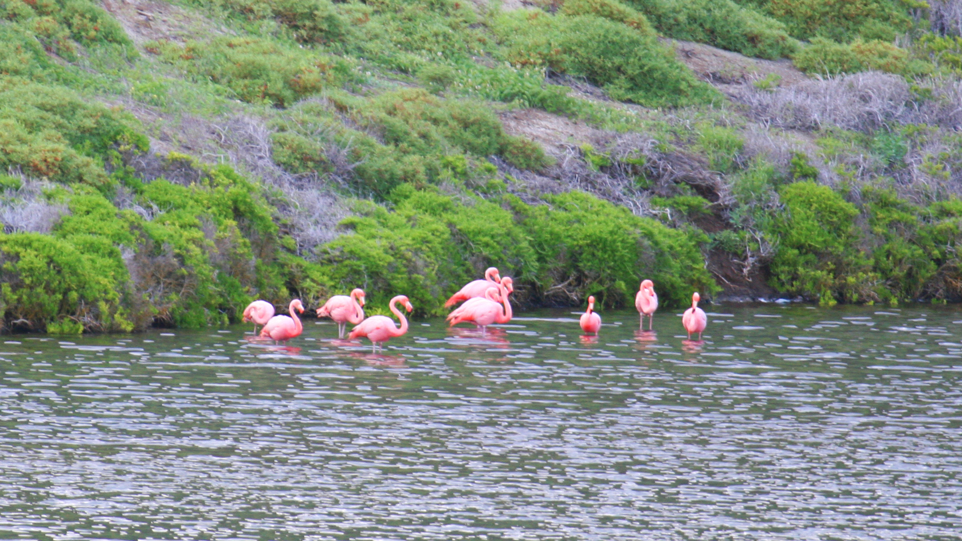 wp-content/uploads/itineraries/Galapagos/032410galapagos_bainbridge_flamingo (4).JPG